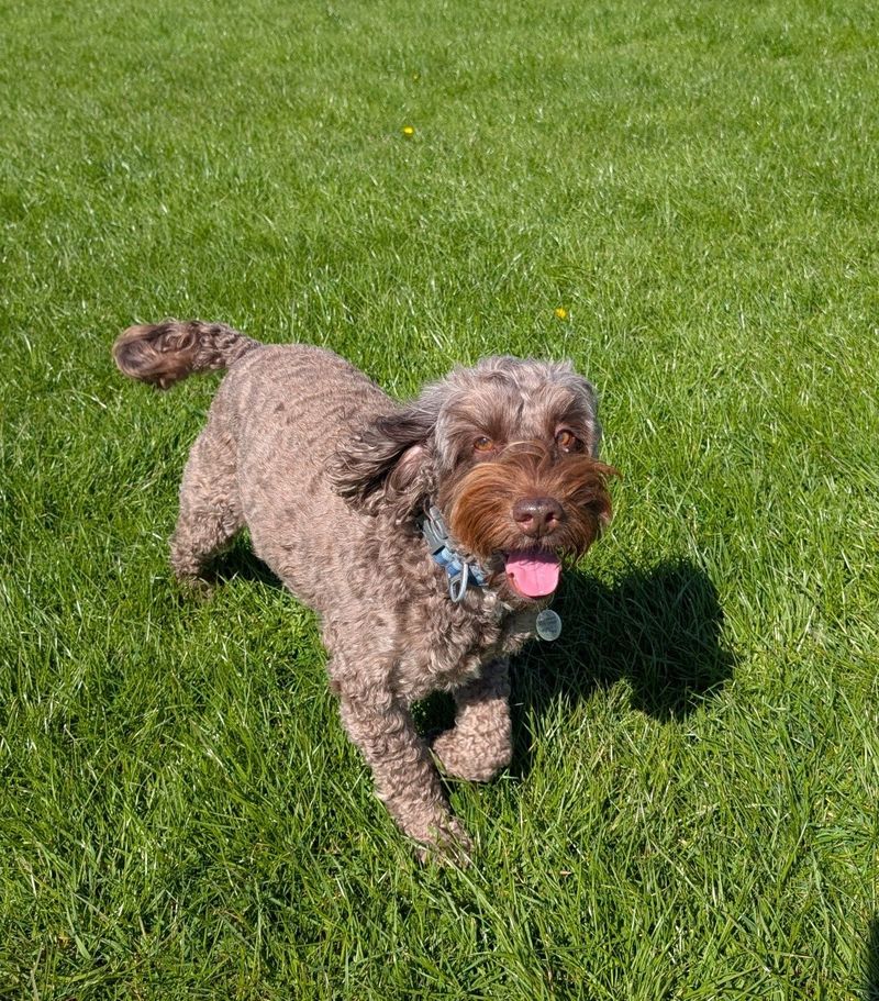 Happy dog enjoying a solo walk with Lucy's Walks for Paws